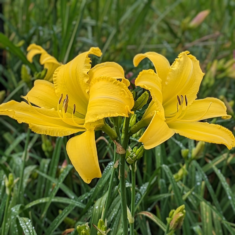Sherwood Gladiator from Haley_Springs_Farm