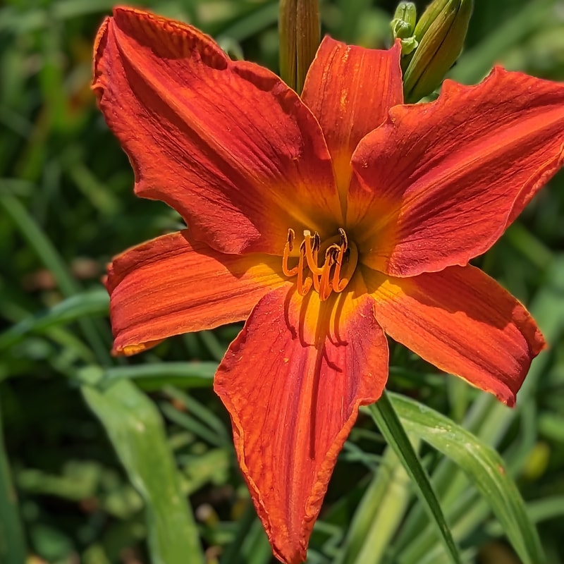 This World Aflame from Haley_Springs_Farm