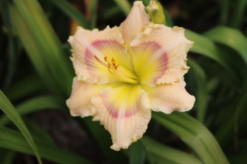 Enigmatic from Haley_Springs_Farm