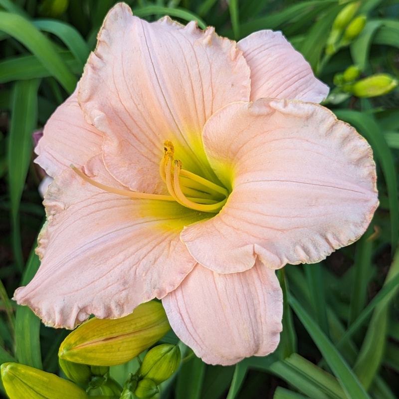 Patrician Splendor from Haley_Springs_Farm