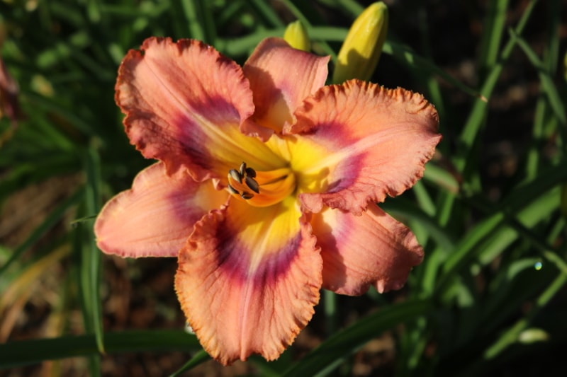 Mapping New Mexico from Haley_Springs_Farm