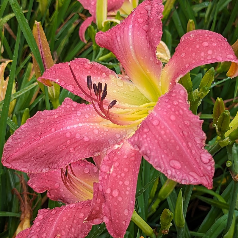 Neon Flamingo from Haley_Springs_Farm