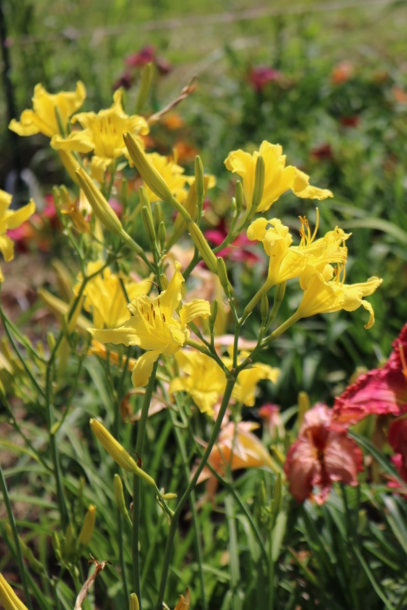 Little Lemon Twist from Haley_Springs_Farm