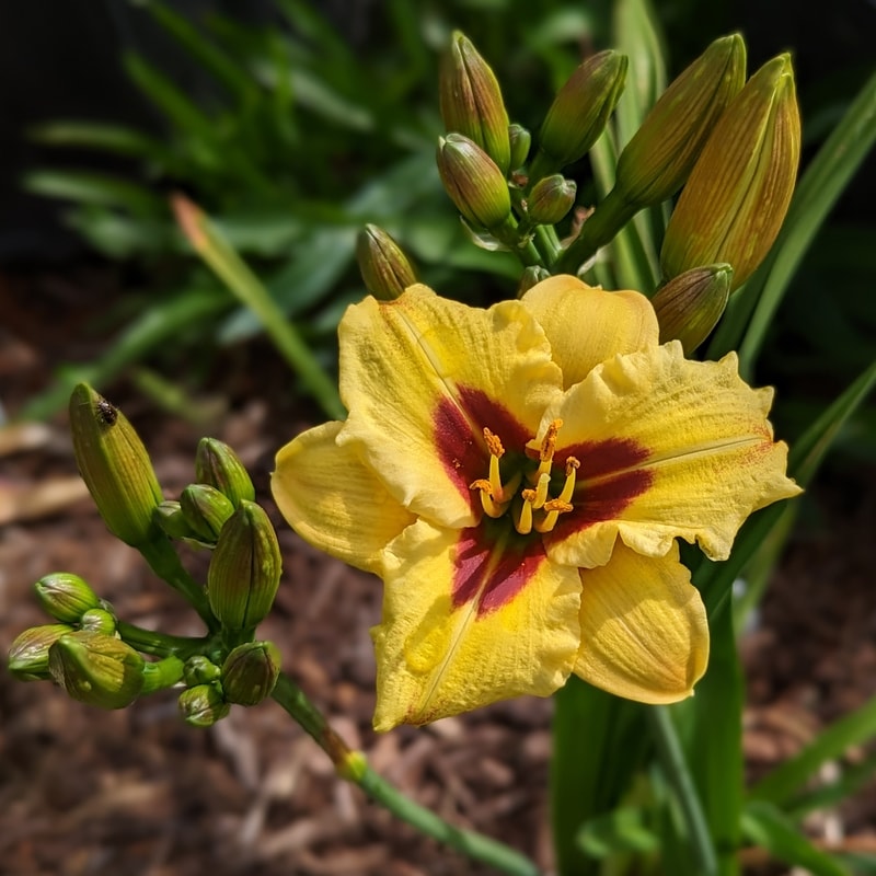 Mayor of Munchkinland from Haley_Springs_Farm