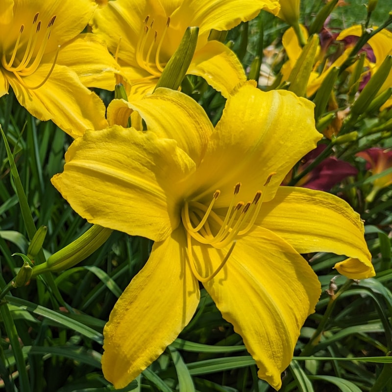 Chicago Star from Haley_Springs_Farm