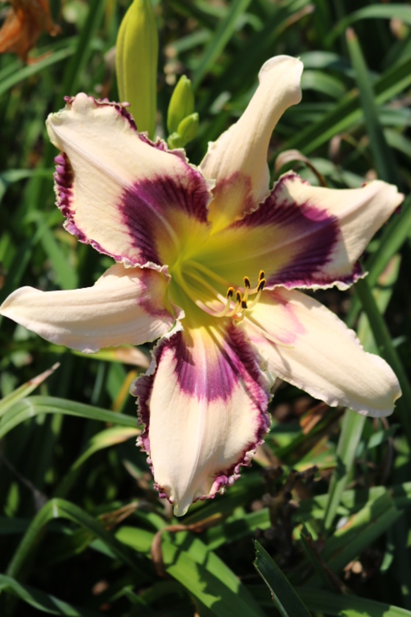 Julie Newmar from Haley_Springs_Farm