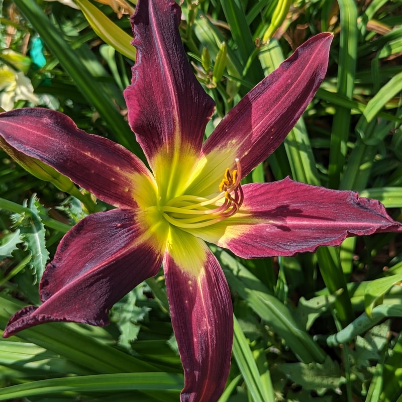 Grape Twizzler from Haley_Springs_Farm