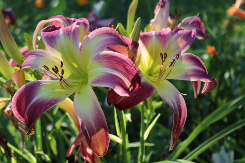 Wilson Spider from Haley_Springs_Farm