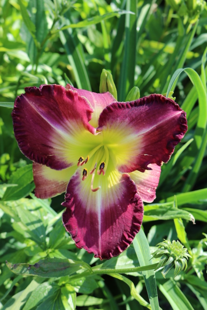 Baffin Bay Beauty from Haley_Springs_Farm