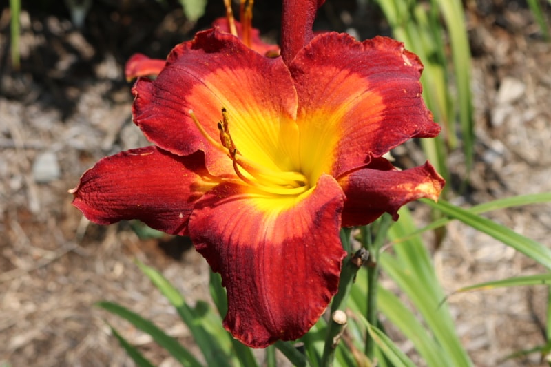 Change of Heart from Haley_Springs_Farm