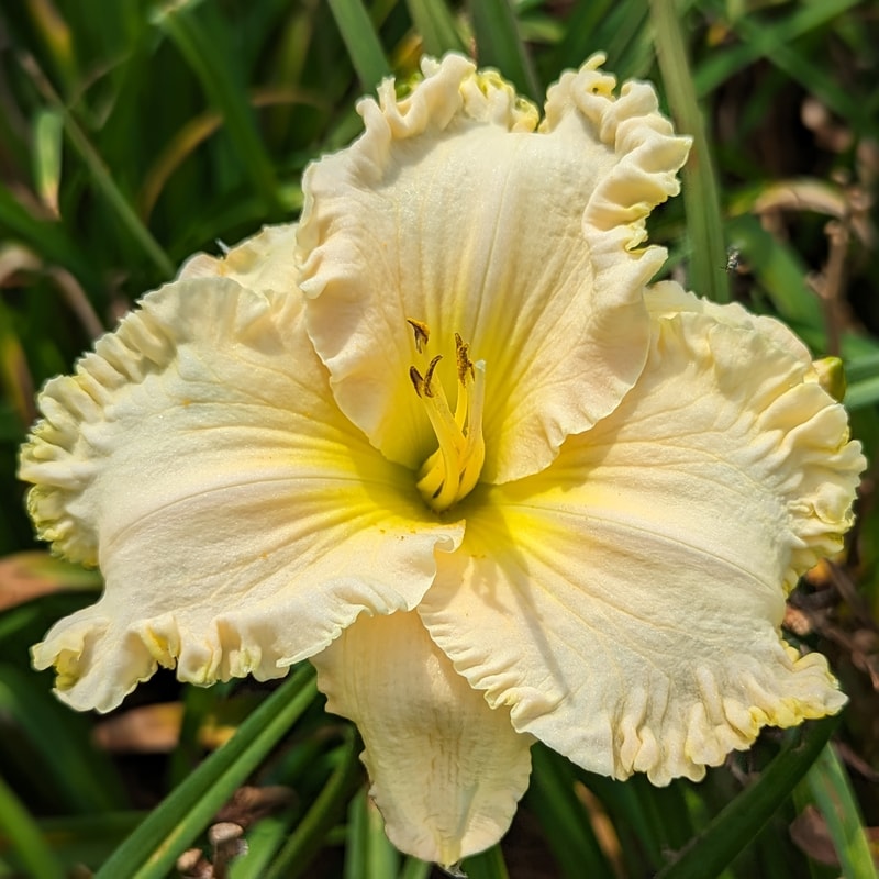 Victorian Lace from Haley_Springs_Farm