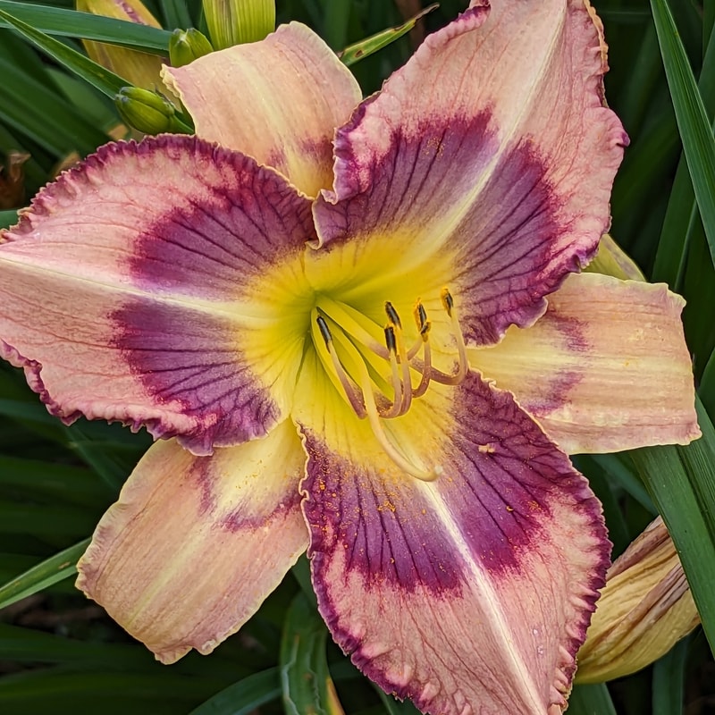 Just a Mirage from Haley_Springs_Farm