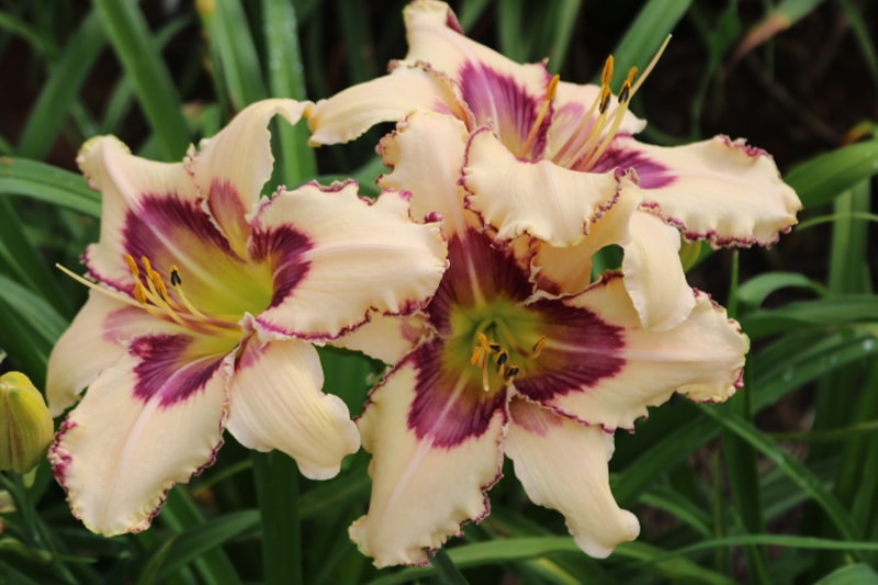 Julie Newmar from Haley_Springs_Farm