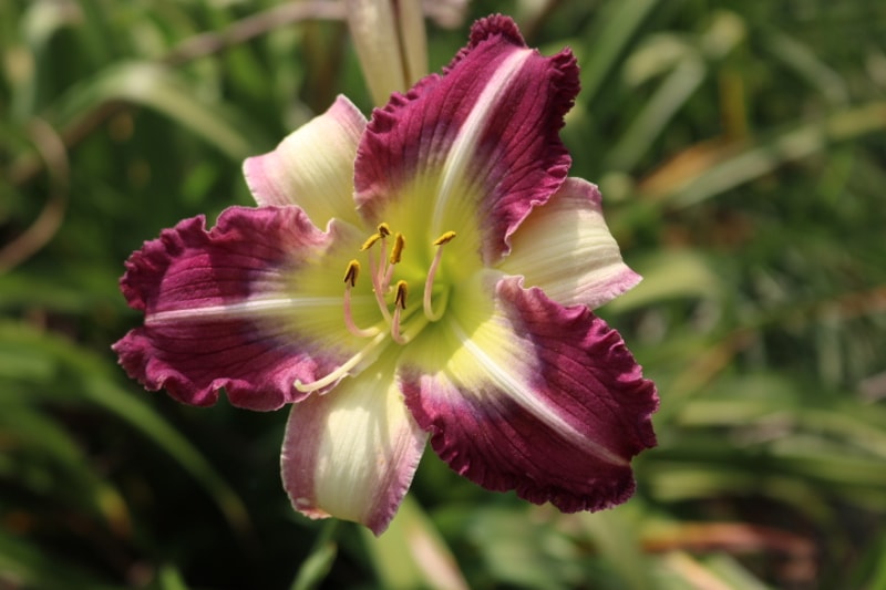 Southern Cotton from Haley_Springs_Farm