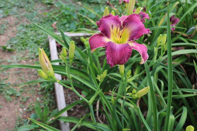 Cobraskin Necktie from Haley_Springs_Farm