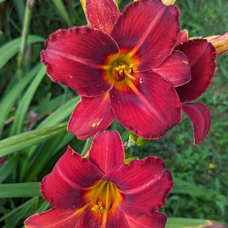 Dewey Roquemore from Haley_Springs_Farm