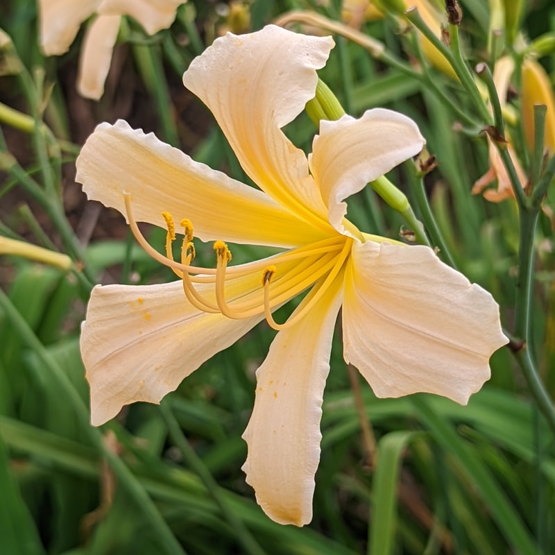 Helicopter from Haley_Springs_Farm