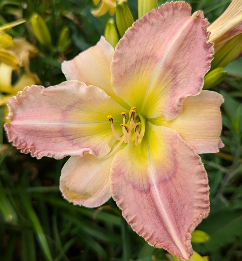 Threshold of a Dream from Haley_Springs_Farm