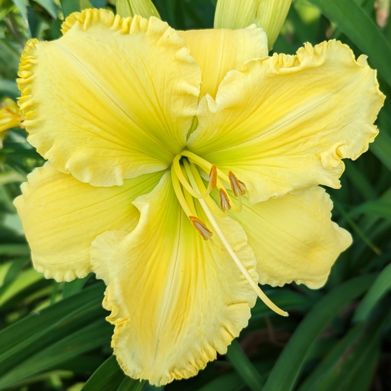 Butter Cream from Haley_Springs_Farm