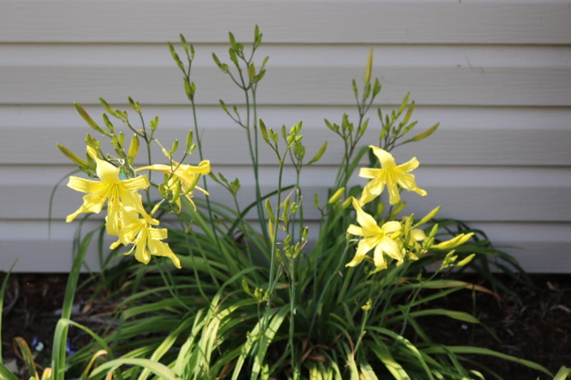 Adavier from Haley_Springs_Farm