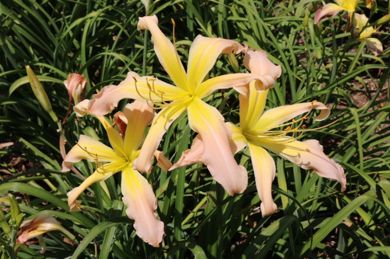 Wanda Evans from Haley_Springs_Farm