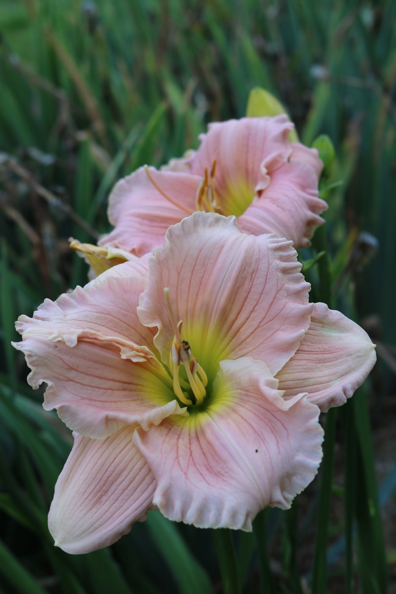 Barbara Mitchell from Haley_Springs_Farm