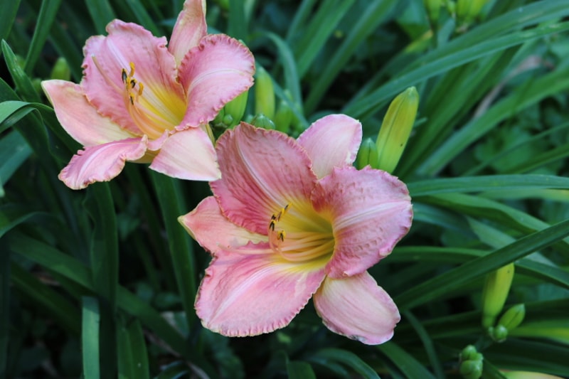 Chicago Petticoats from Haley_Springs_Farm