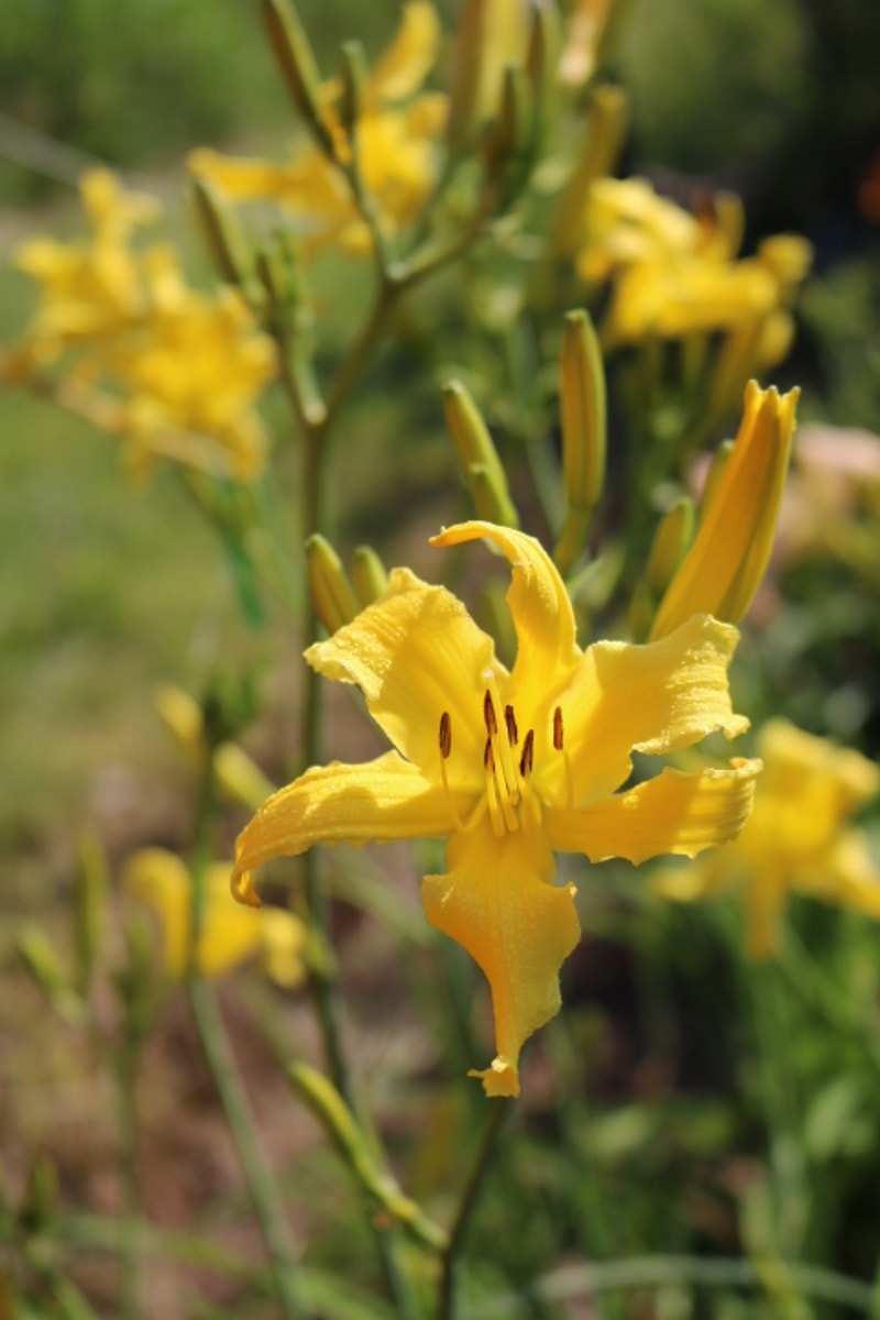Little Lemon Twist from Haley_Springs_Farm