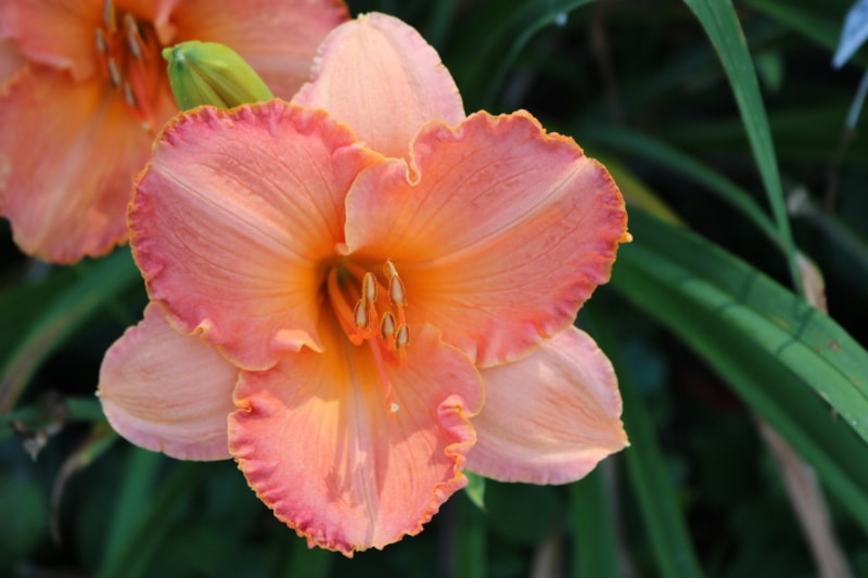 Thirty Seconds over Tokyo from Haley_Springs_Farm