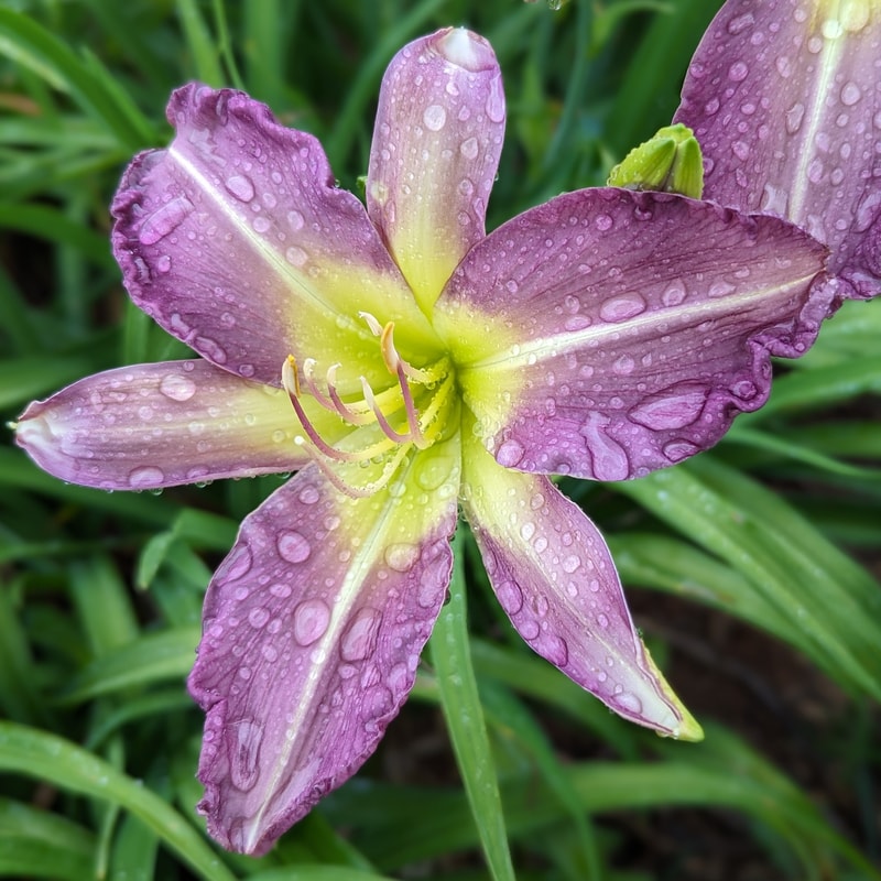 Blue Dolphin from Haley_Springs_Farm