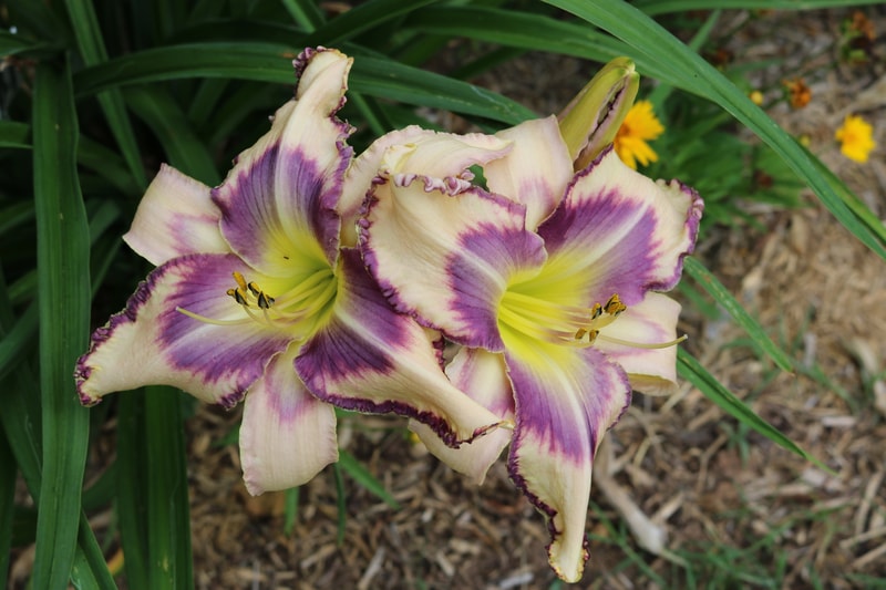 Destined to See from Haley_Springs_Farm