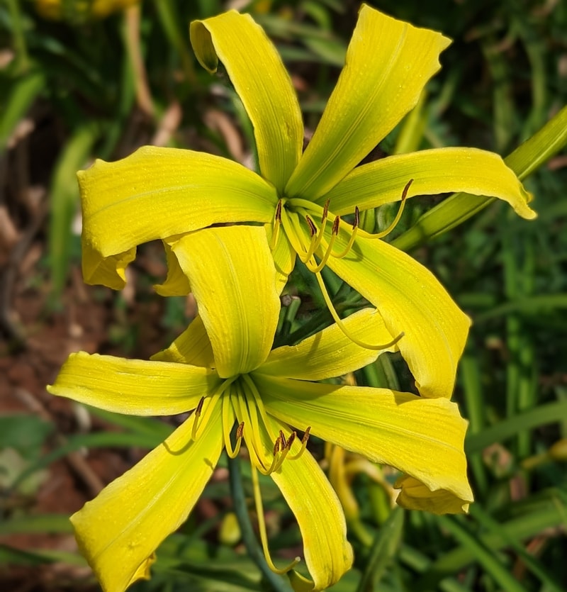 Green Inferno from Haley_Springs_Farm