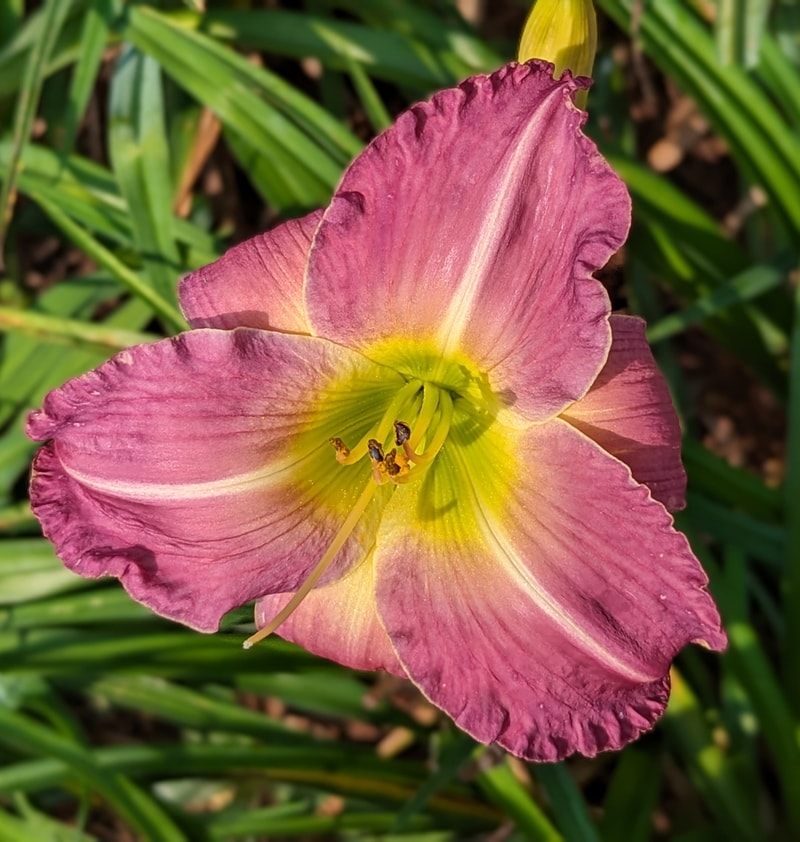 Bruce the Remarkable from Haley_Springs_Farm