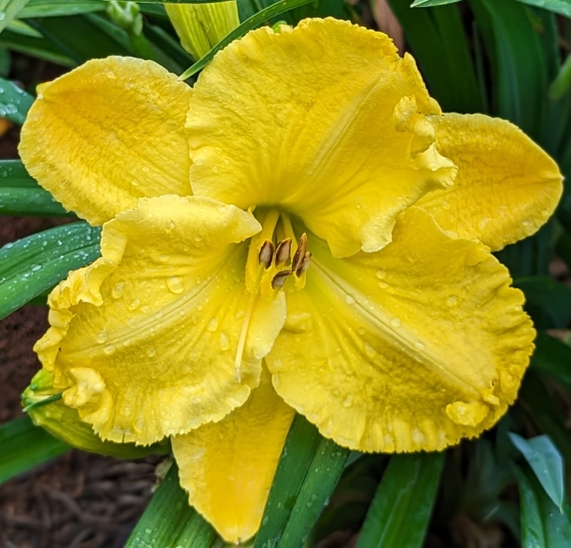 Ram from Haley_Springs_Farm