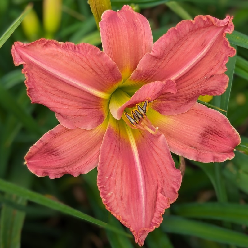 Wishy Washy from Haley_Springs_Farm