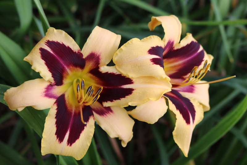 Wild Horses from Haley_Springs_Farm