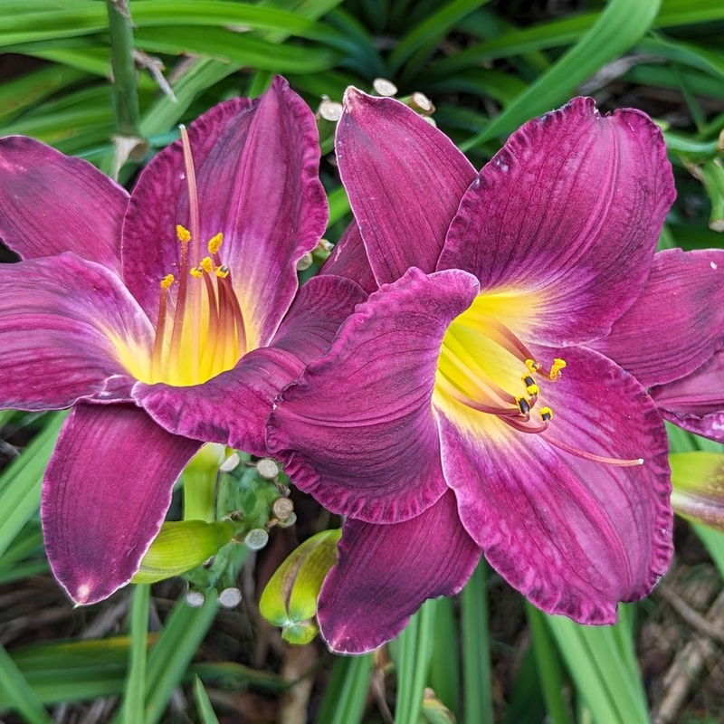 Strutter's Ball from Haley_Springs_Farm