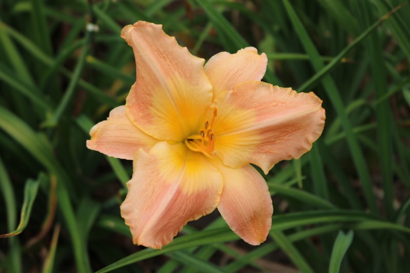 Chamonix from Haley_Springs_Farm