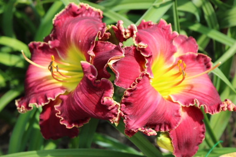 I'm in Love from Haley_Springs_Farm