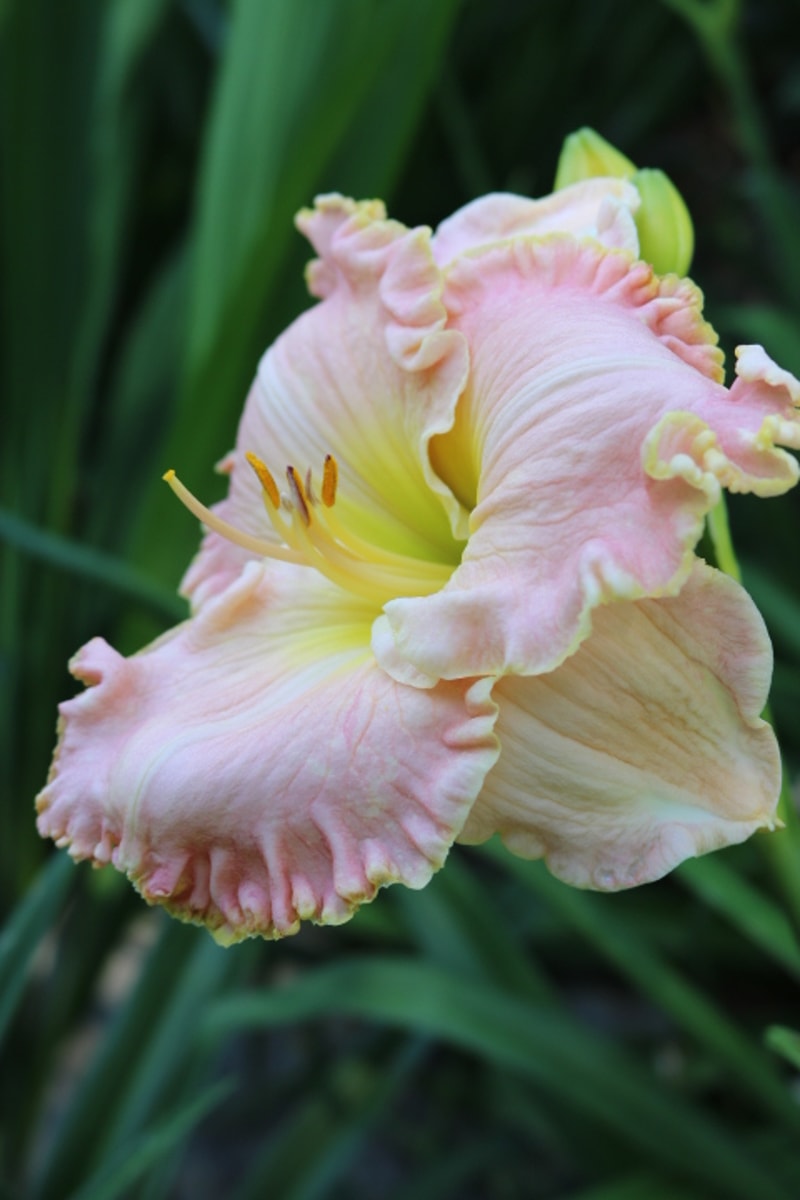 Memphis from Haley_Springs_Farm