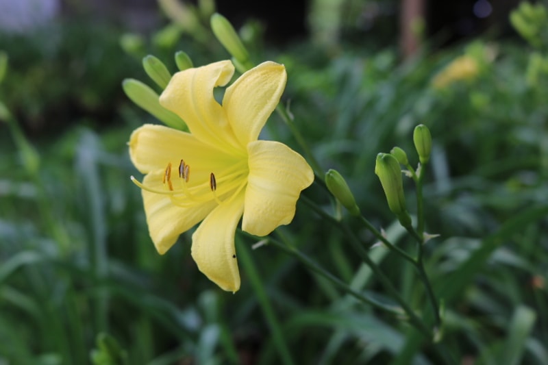A Small Multitude from Haley_Springs_Farm