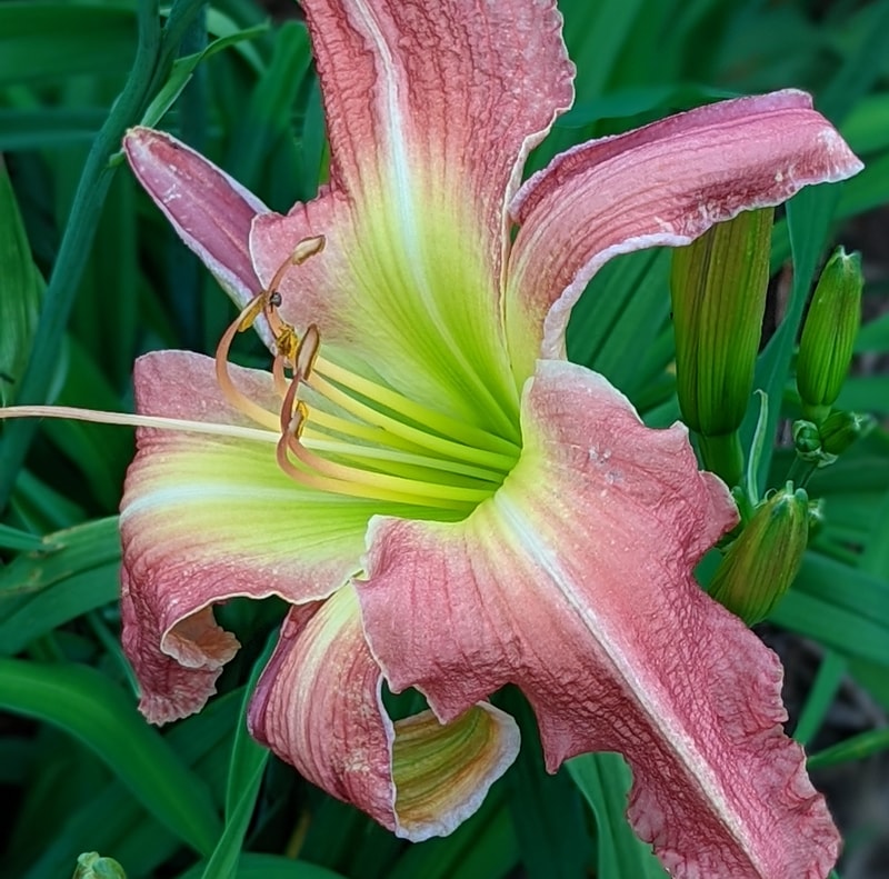 Pink Super Spider from Haley_Springs_Farm