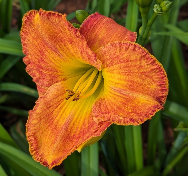 Xochipilli from Haley_Springs_Farm