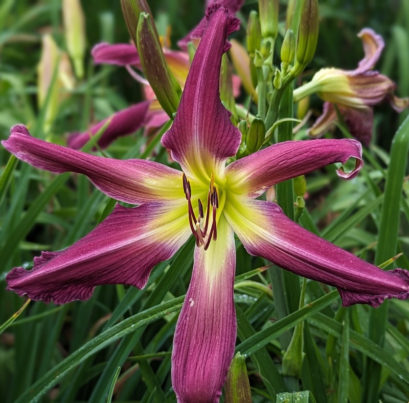 Purple Many Faces from Haley_Springs_Farm