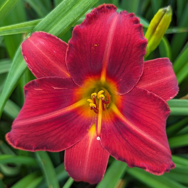 Dewey Roquemore from Haley_Springs_Farm