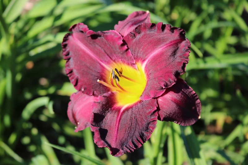 Possession of Obsession from Haley_Springs_Farm