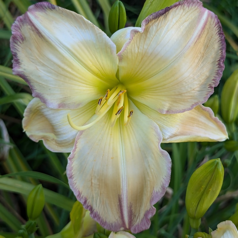 Pigment of Imagination from Haley_Springs_Farm