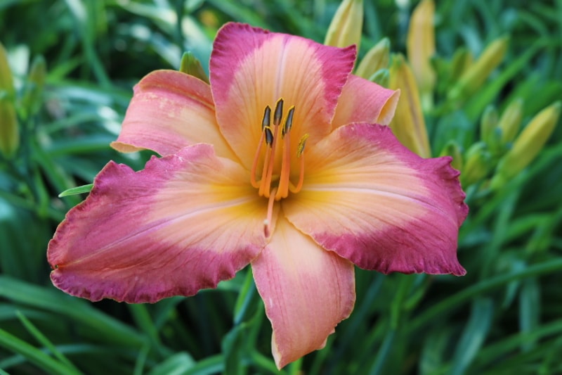 Two Sues from Haley_Springs_Farm