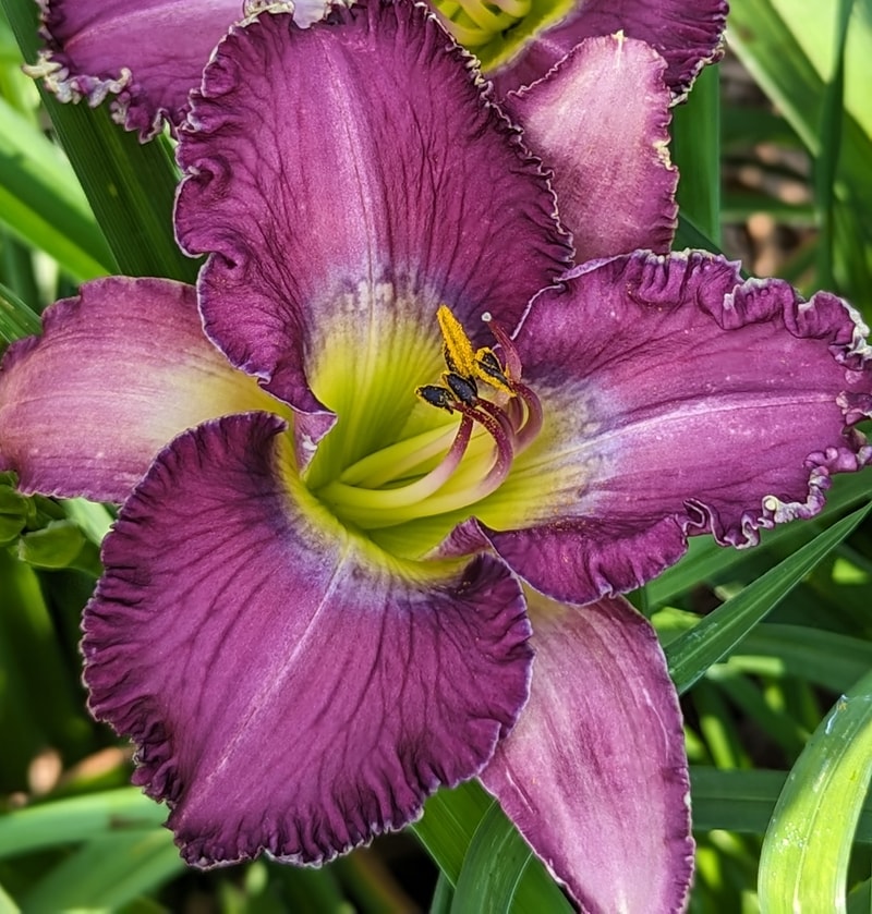 Enigma Code from Haley_Springs_Farm