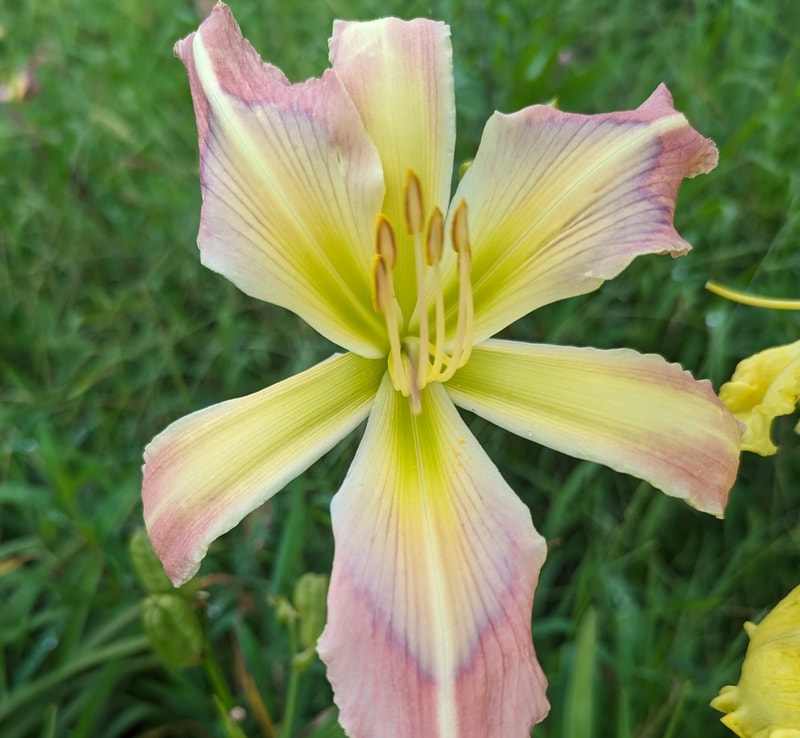Rainbow Maker from Haley_Springs_Farm
